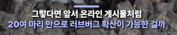 1000067219.jpg 부산에 러브버그 20마리 뿌렸다는 사람 ㄷㄷㄷㄷㄷㄷㄷㄷㄷㄷ