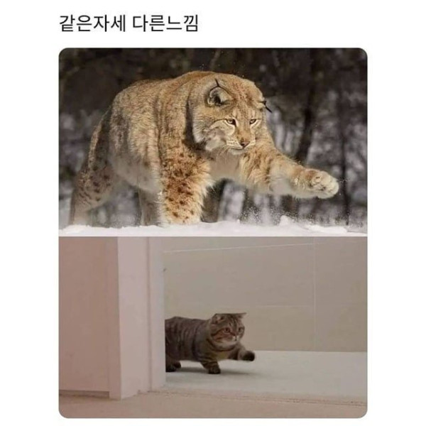 20250708114442_chYUer5SXT.jpeg