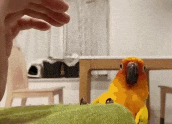 20250821113119_O25LlQhOXz.webp