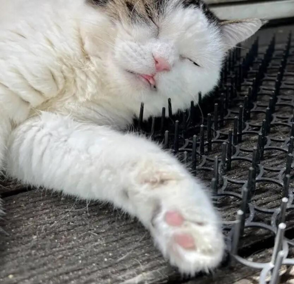 고양이 접근 방지 패드 후기.jpg_3.jpg