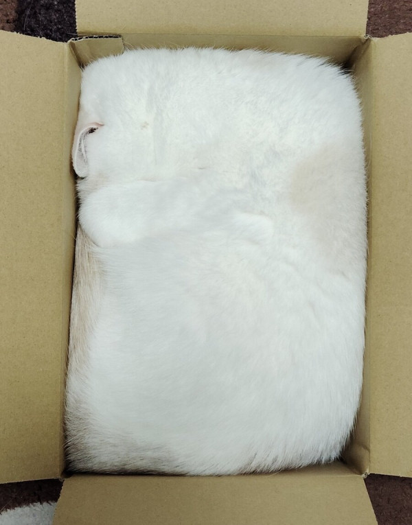 고양이는 액체다_1.jpg