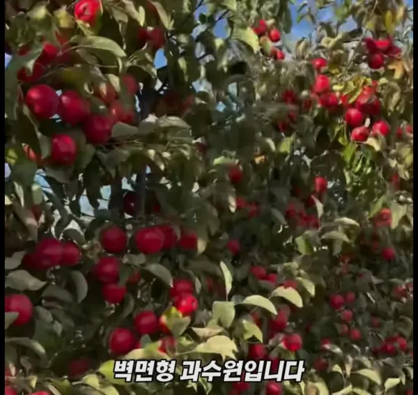 Screenshot_2026-03-02_205340.jpg 미국 사과가 1Kg 에 2000원대인 이유