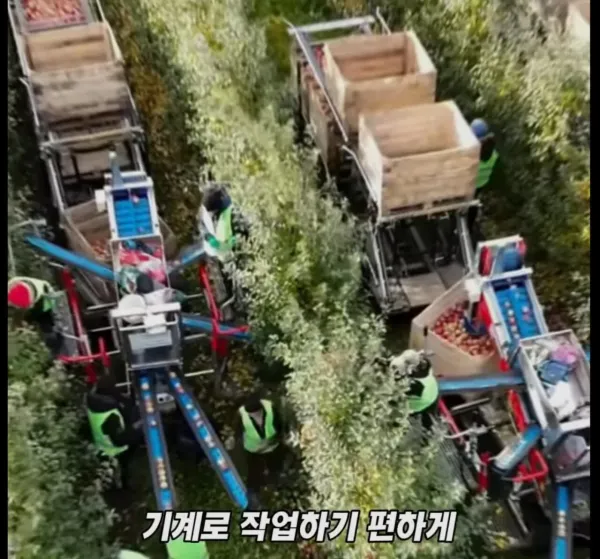 Screenshot_2026-03-02_205351.jpg 미국 사과가 1Kg 에 2000원대인 이유