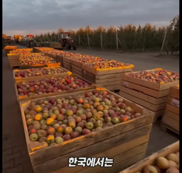 Screenshot_2026-03-02_205033.jpg 미국 사과가 1Kg 에 2000원대인 이유