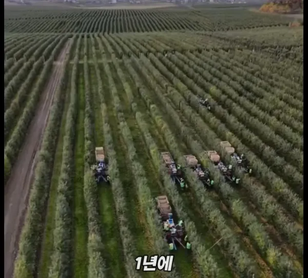 Screenshot_2026-03-02_205308.jpg 미국 사과가 1Kg 에 2000원대인 이유