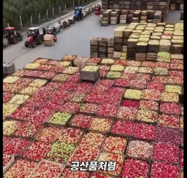 Screenshot_2026-03-02_205145.jpg 미국 사과가 1Kg 에 2000원대인 이유