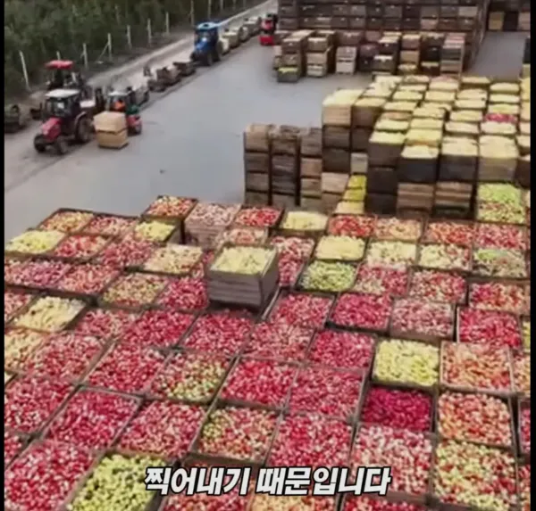 Screenshot_2026-03-02_205206.jpg 미국 사과가 1Kg 에 2000원대인 이유