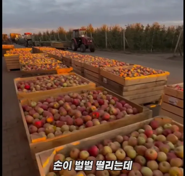 Screenshot_2026-03-02_205055.jpg 미국 사과가 1Kg 에 2000원대인 이유