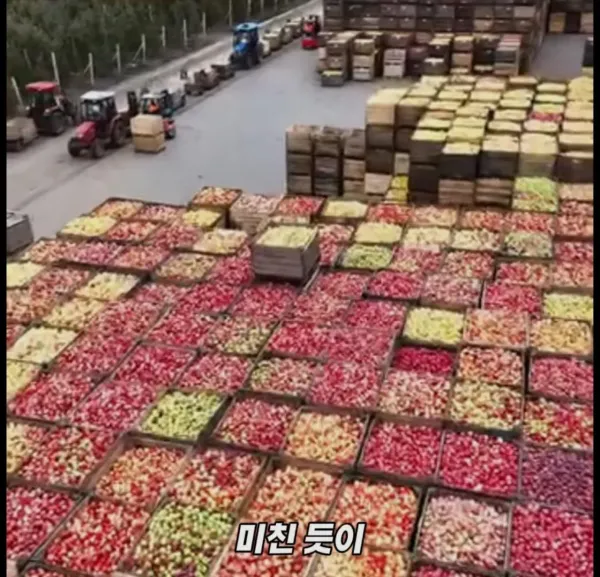 Screenshot_2026-03-02_205158.jpg 미국 사과가 1Kg 에 2000원대인 이유