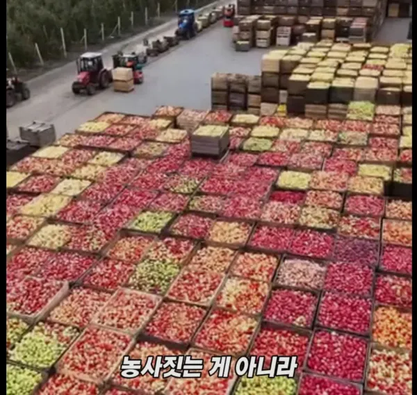 Screenshot_2026-03-02_205138.jpg 미국 사과가 1Kg 에 2000원대인 이유