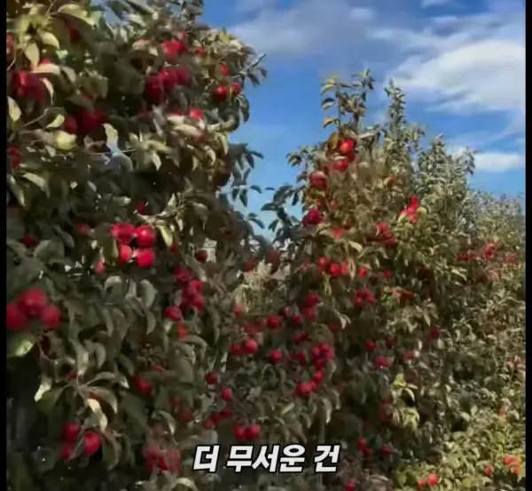 Screenshot_2026-03-02_205332.jpg 미국 사과가 1Kg 에 2000원대인 이유