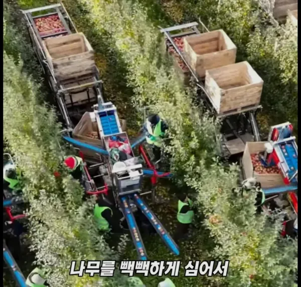 Screenshot_2026-03-02_205401.jpg 미국 사과가 1Kg 에 2000원대인 이유