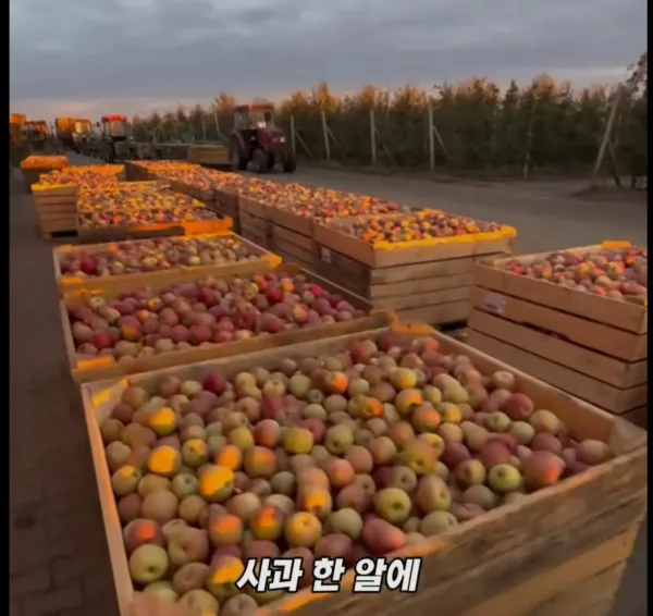 Screenshot_2026-03-02_205047.jpg 미국 사과가 1Kg 에 2000원대인 이유