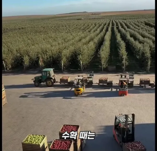 Screenshot_2026-03-02_205409.jpg 미국 사과가 1Kg 에 2000원대인 이유